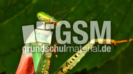 Gottesanbeterin (10).jpg